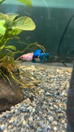 Mooie vrouwlijke betta, Animaux & Accessoires, Poissons | Poissons d'aquarium, Poisson, Poisson d'eau douce