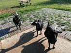 Geiten, Dieren en Toebehoren, Schapen, Geiten en Varkens