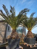 Palmboom Phoenix Canariensis, Ophalen, Palmboom