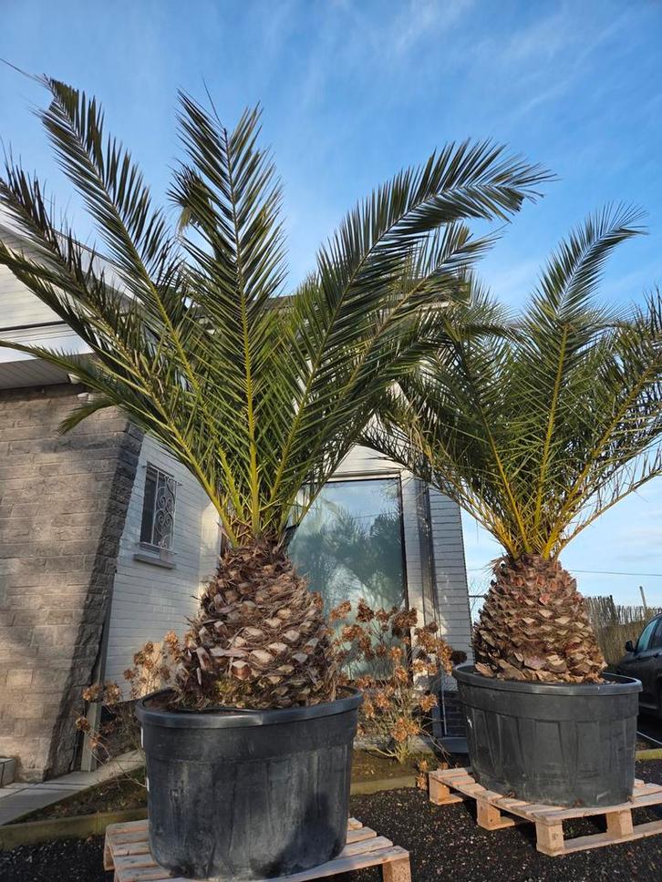 Palmboom Phoenix Canariensis, Jardin & Terrasse, Plantes | Arbres, Palmier, Enlèvement