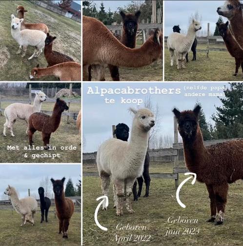 Alpaca’s te koop, Animaux & Accessoires, Moutons, Chèvres & Cochons