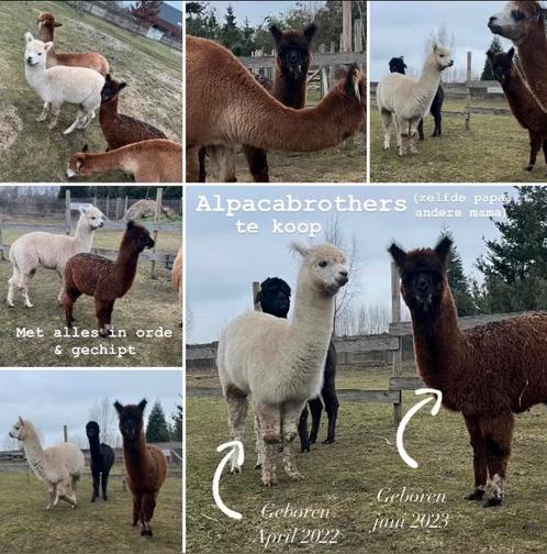 Alpaca’s te koop, Dieren en Toebehoren, Schapen, Geiten en Varkens