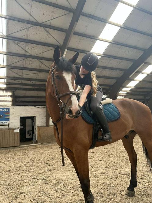 Verzorpaard gezocht, Dieren en Toebehoren, Paarden