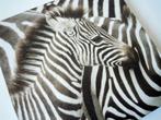 Zebra veulen op canvas, Ophalen of Verzenden, Zo goed als nieuw