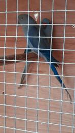 Collier pour perruche 2025, Animaux & Accessoires, Perruche, Bagué