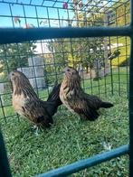 2 hennen Antwerpse baardkriel, Dieren en Toebehoren