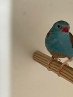 Blauw fazantjes, Dieren en Toebehoren, Vogels | Overige Vogels, Tropenvogel
