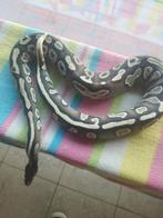 Ball python vrouw super tam, Dieren en Toebehoren, Slang, Tam, 3 tot 6 jaar