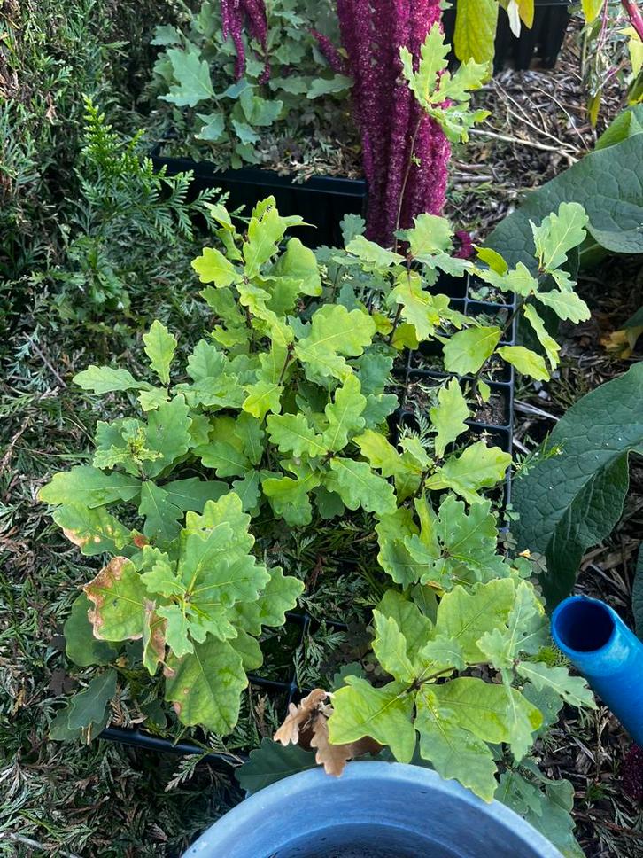 Eiken boompjes 1 jaar oud, Tuin en Terras, Planten | Tuinplanten, Winter, Ophalen