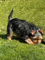 York shire pups, Dieren en Toebehoren, Honden | Jack Russells en Terriërs, Yorkshire Terriër, België, CDV (hondenziekte), 8 tot 15 weken