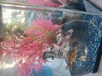 Aquarium met 2 goudvissen, Dieren en Toebehoren, Ophalen, Zo goed als nieuw