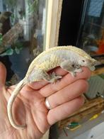 Koppel wimper gekko's te koop, Animaux & Accessoires, Lézard, Domestique, 0 à 2 ans