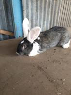 Duitse ram, Dieren en Toebehoren, Konijnen