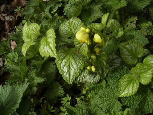 7 bodembedekkers & varens, Tuin en Terras, Planten | Tuinplanten, Vaste plant, Bodembedekkers, Halfschaduw, Zomer, Ophalen