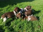duitse staande korthaar pups, Dieren en Toebehoren, Honden | Setters en Staande honden, CDV (hondenziekte), Meerdere, 8 tot 15 weken