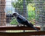 Rosella blauw opaline split zwart 2025, Vrouwelijk, Parkiet, Geringd