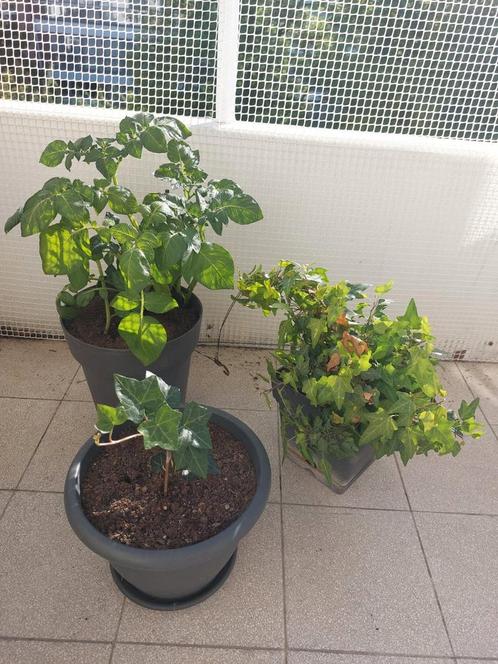 Set van 3 zwarte plastic buitenpotten, Tuin en Terras, Planten | Bomen, Ophalen
