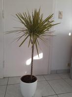 Kamer plant, Jardin & Terrasse, Plantes | Arbres, Enlèvement ou Envoi