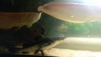 Arowana albinos 60cm, Dieren en Toebehoren, Vissen | Aquariumvissen, Vis, Zoetwatervis