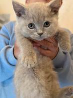 Britse korthaar kittens, Dieren en Toebehoren, Kater, Met stamboom