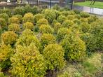 Te koop lot buxus bollen 300€, Tuin en Terras, Buxus, Ophalen of Verzenden