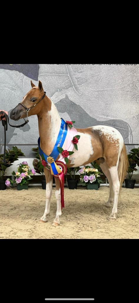 Ter dekking aangeboden!, Dieren en Toebehoren, Pony's, Hengst