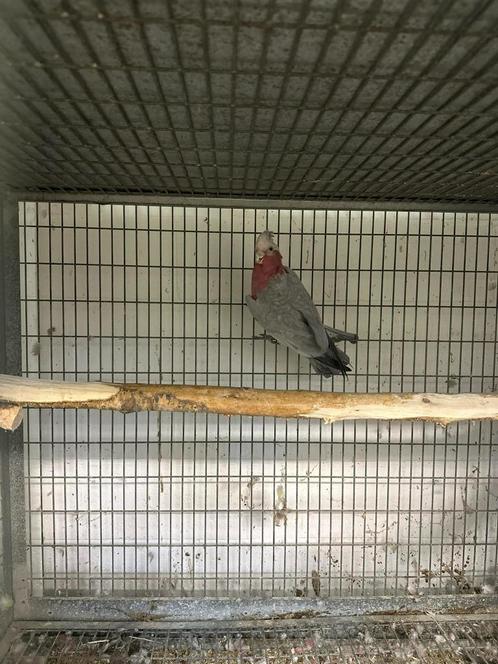 Split lutino kaketoe man (2018), Dieren en Toebehoren, Vogels | Parkieten en Papegaaien, Papegaai, Mannelijk, Tam, Geringd