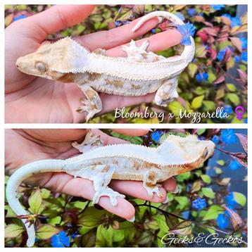 Wimpergekko Lilly white (Correlophus ciliatus) vrouw beschikbaar voor biedingen