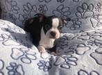 Boston terrier pup, Dieren en Toebehoren, 8 tot 15 weken, Buitenland, CDV (hondenziekte), Eén hond