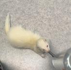 Vrouwelijke fret, Dieren en Toebehoren, Mei, Vrouwelijk