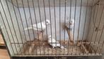 Kanaries, Dieren en Toebehoren, Vogels | Kanaries