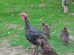 Ronquiere kalkoen kuikentjes, Dieren en Toebehoren, Pluimvee, Geslacht onbekend, Kalkoen