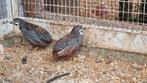 Gratis Chinese dwergkwartel haantjes, Dieren en Toebehoren, Vogels | Overige Vogels