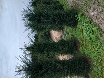 Taxus baccata  beschikbaar voor biedingen