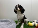 Cavalier King Charles Spaniel pups, België, 8 tot 15 weken, CDV (hondenziekte), Meerdere