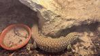 Stekelstaartvaraan, Dieren en Toebehoren, Met terrarium