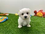 Nestjes Maltezer pups - kleine taille, België, Maltezer, CDV (hondenziekte), 8 tot 15 weken