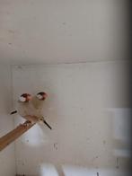 Rijstvogels, Dieren en Toebehoren, Vogels | Overige Vogels, Meerdere dieren, Tropenvogel, Geringd