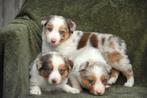 Prachtige Chocolat Merle Tricolor Border Collie pupjes, Dieren en Toebehoren, Honden | Herdershonden en Veedrijvers, Parvo, België