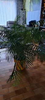A vendre, Jardin & Terrasse, Enlèvement, Palmier