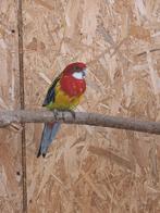 rosella, Dieren en Toebehoren, Meerdere dieren, Parkiet, Geringd