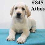 "Athos" Labrador (Blond) pup te koop, Dieren en Toebehoren, Honden | Retrievers, Spaniëls en Waterhonden, 15 weken tot 1 jaar