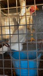 Coqs et poules de race Shamo de qualité supérieure., Animaux & Accessoires, Volatiles, Poule ou poulet