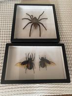 Opgezette Vogelspin en twee Atlaskevers, Ophalen
