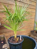 Chinese waaierpalm, Tuin en Terras, Ophalen