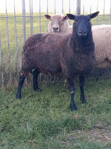 Mooie zware ooien  beschikbaar voor biedingen