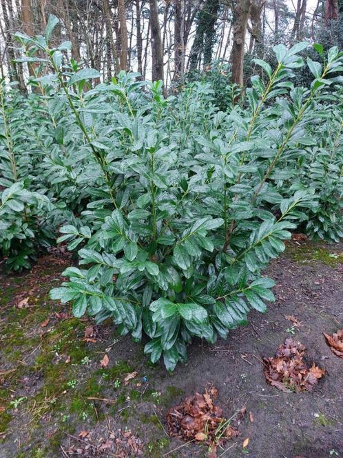 Paplaurier (Prunus laurocerasus 'Novita'), Tuin en Terras, Planten | Struiken en Hagen, Haag, Laurier, 100 tot 250 cm, Ophalen