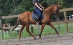 Super super brave, lieve rijpaardruin, Dieren en Toebehoren, Paarden, B, Gechipt, Ruin, 160 tot 165 cm