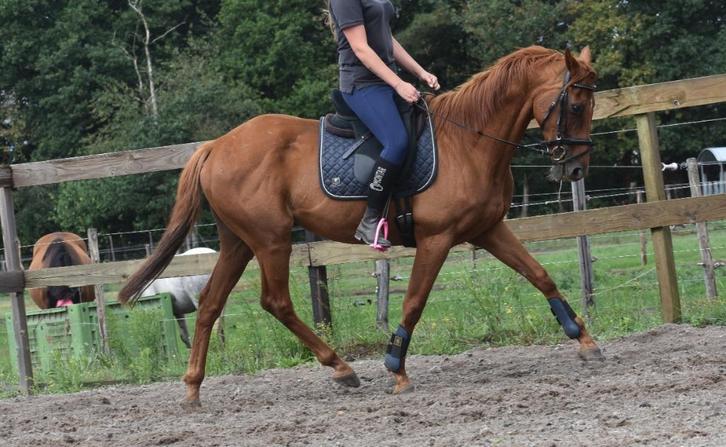 Super super brave, lieve rijpaardruin, Dieren en Toebehoren, Paarden, Ruin, B, 160 tot 165 cm, 11 jaar of ouder, Recreatiepaard