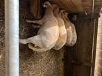 wiltshire horns ramlammeren, Dieren en Toebehoren, Schapen, Geiten en Varkens, Mannelijk, Schaap, 0 tot 2 jaar